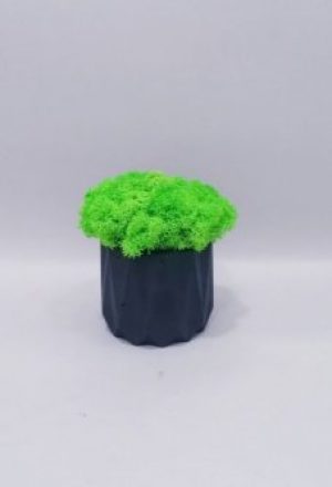 Стабілізований мох Go_Kora_Bog в бетонному кашпо ручної роботи М-12