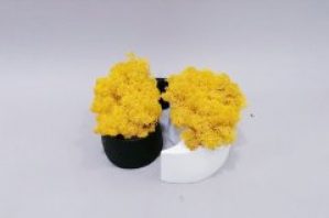 Стабілізований мох Інь-Янь жовтий Go_Kora_Bog в бетонному кашпо ручної роботи М-16