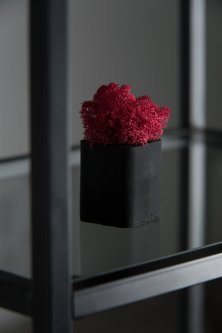 Скандинавский мох в черном бетонном кашпо красный