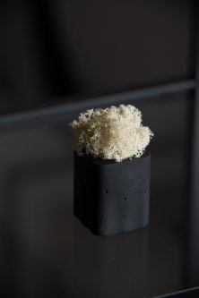 Скандинавский мох в черном бетонном кашпо бежевый