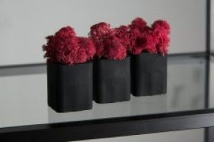 Набор декоративный Скандинавский мох в черном бетонном кашпо красный 3 еденицы