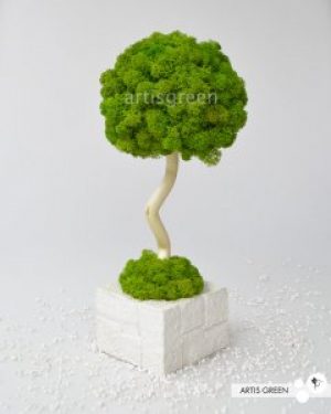 Топиарий в белом квадратном кашпо из скандинавского мха