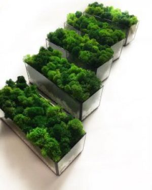 Моссариум с мхом Wow Decor 60 см