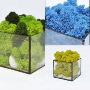 Моссариум квадратный с мхом Wow Decor 7*7*7см