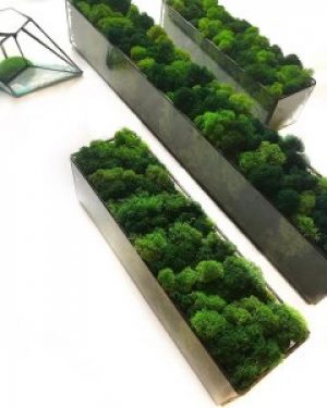 Моссариум с мхом Wow Decor 30 см