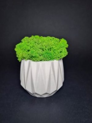 Кашпо с мхом Wow Decor Фигурное серое с салатовым мхом