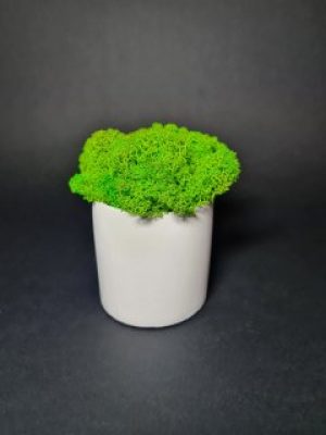 Кашпо с мхом Wow Decor Цилиндр белый с салатовым мхом