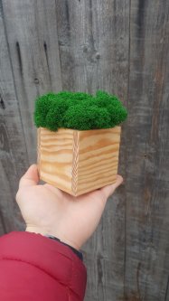 Деревянное кашпо куб с мхом Wow Decor Зеленый мох Светлое дерево 8*8 см