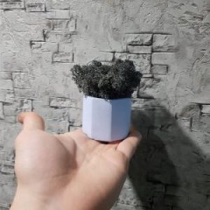 Мини кашпо с мхом Wow Decor Голубое с черным мхом