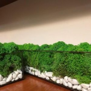 Моссариум с мхом Wow Decor 40 см