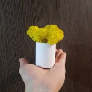 Мини кашпо с мхом Wow Decor Овальное белое с желтым мхом