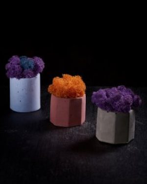 Набор мини кашпо с мхом Wow Decor с цветным мхом