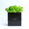Настольный эко декор со скандинавским мхом Hi-Forest Cube (черный/зеленый) для дома