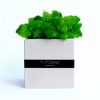 Настольный эко декор со скандинавским мхом Hi-Forest Cube (белый/зеленый) для дома