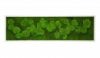 Картина SmartBotanica из стабилизированного мха 40*120 см в белой деревянной рамке