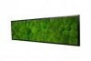 Картина SmartBotanica из стабилизированного мха 80*40 см в черной деревянной рамке