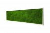 Картина SmartBotanica из стабилизированного Плоского мха 120*60 см в белой деревянной рамке