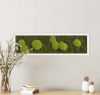 Картина SmartBotanica из стабилизированного мха 70*20 см в белой деревянной рамке
