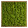 Картина SmartBotanica из стабилизированного кочкового мха 80*80 см в деревянной рамке цвет охра