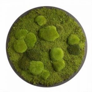 Картина SmartBotanica со стабилизированным мхом диаметр 50 см