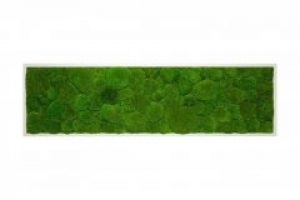 Картина SmartBotanica со стабилизированным Плоским мхом 80*40 см в белой деревянной рамке