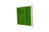 Картина SmartBotanica из стабилизированного мха 40*40 см в белой деревянной рамке