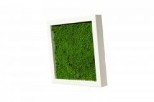 Картина SmartBotanica со стабилизированным Плоским мхом 70*70 см в белой деревянной рамке