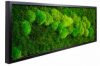 Картина SmartBotanica из стабилизированного мха 20*40 см в черной деревянной рамке