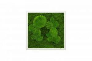 Картина SmartBotanica со стабилизированным мхом 55*55 см в белой деревянной рамке