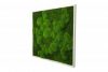 Картина SmartBotanica из стабилизированного мха 85*85 см в белой деревянной рамке