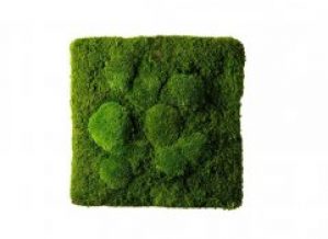 Картина SmartBotanica из стабилизированного мха 25*25 см