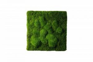 Картина SmartBotanica из стабилизированного мха 35*35 см