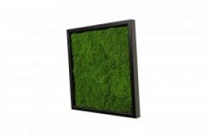 Картина SmartBotanica из стабилизированного Плоского мха 30*30см в черной деревянной рамке