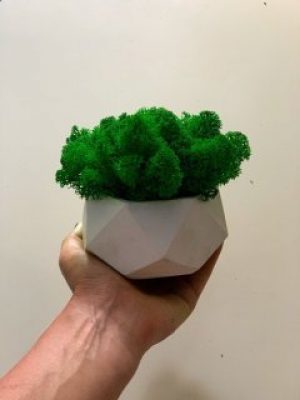 Кашпо со мхом Бетонный Кашпо