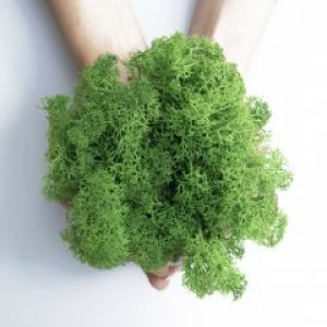 Стабилизированный скандинавский мох Scandia Moss зелёный 250 гр Forest А06