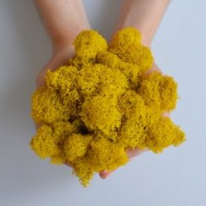 Стабилизированный скандинавский мох Scandia Moss 250 гр Lemon А09