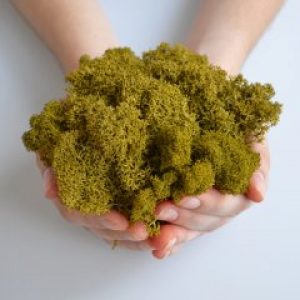 Стабилизированный скандинавский мох Scandia Moss 250 гр Lime А01