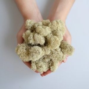 Стабилизированный скандинавский мох Scandia Moss молочный 250 гр Vanilla А12