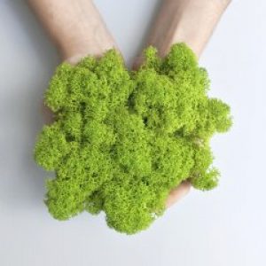 Стабилизированный скандинавский мох Scandia Moss салатовый 250 гр Wasabi А07