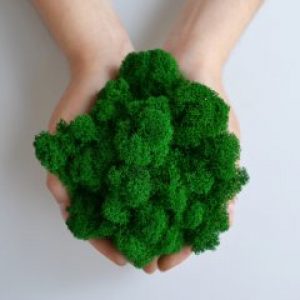 Стабилизированный скандинавский мох Scandia Moss насыщенный зелёный 250 гр Apple А08