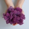 Стабилизированный скандинавский мох Scandia Moss 250 гр Violet А11