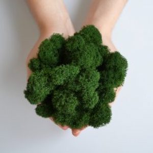 Стабилизированный скандинавский мох Scandia Moss 250 гр Green А03