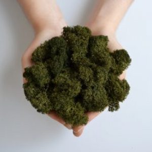 Стабилизированный скандинавский мох Scandia Moss оливковый 250 гр Olive А02