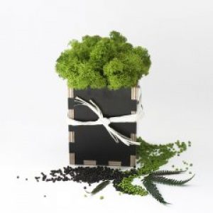 Сувенир Artis Green с настоящим мхом зелёный S23