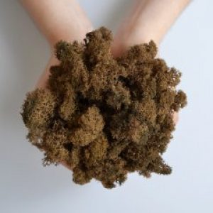 Стабилизированный скандинавский мох Scandia Moss коричневый 250 гр Brown А20