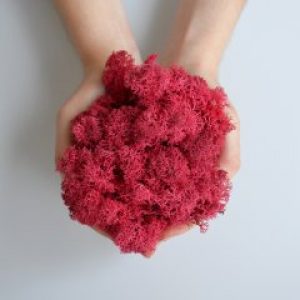 Стабилизированный скандинавский мох Scandia Moss 250 гр Rozy red А15