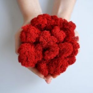 Стабилизированный скандинавский мох Scandia Moss красный 250 гр Red А14