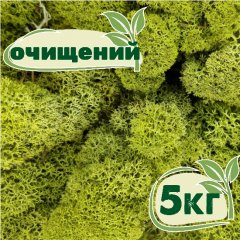 Очищенный стабилизированный мох ягель Nordic moss Зеленый светлый 5 кг