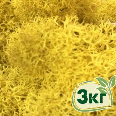 Стабилизированный мох ягель Nordic moss Желтый классический 3 кг