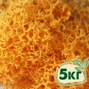 Стабилизированный мох ягель Nordic moss Желтый осенний 5 кг